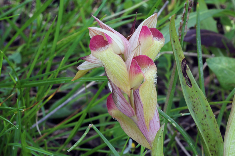 Serapias orientalis subsp. carica H.Baumann & Kunkele